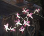 Orchids