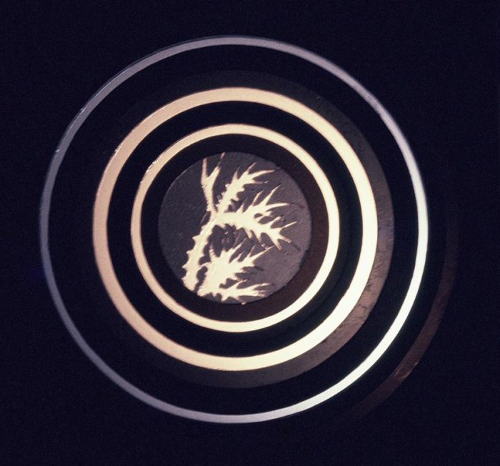 Thistle 3