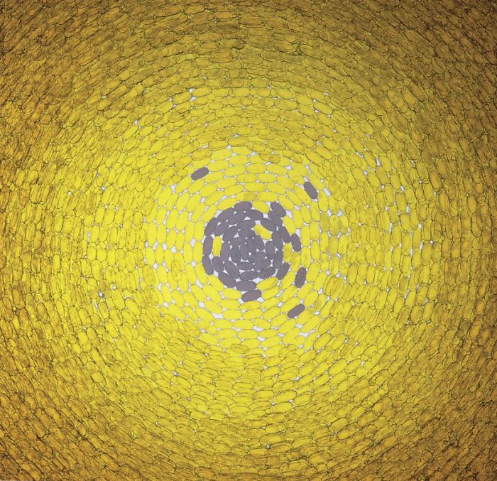 Yellows